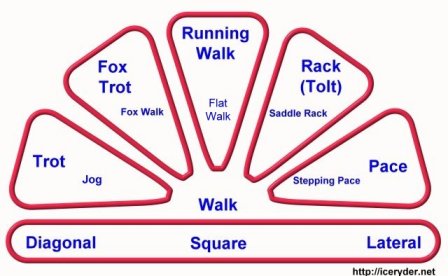 Gait Chart